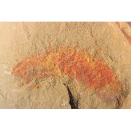 rare arthorpode Thelxiope sp.- fezouata - morocco