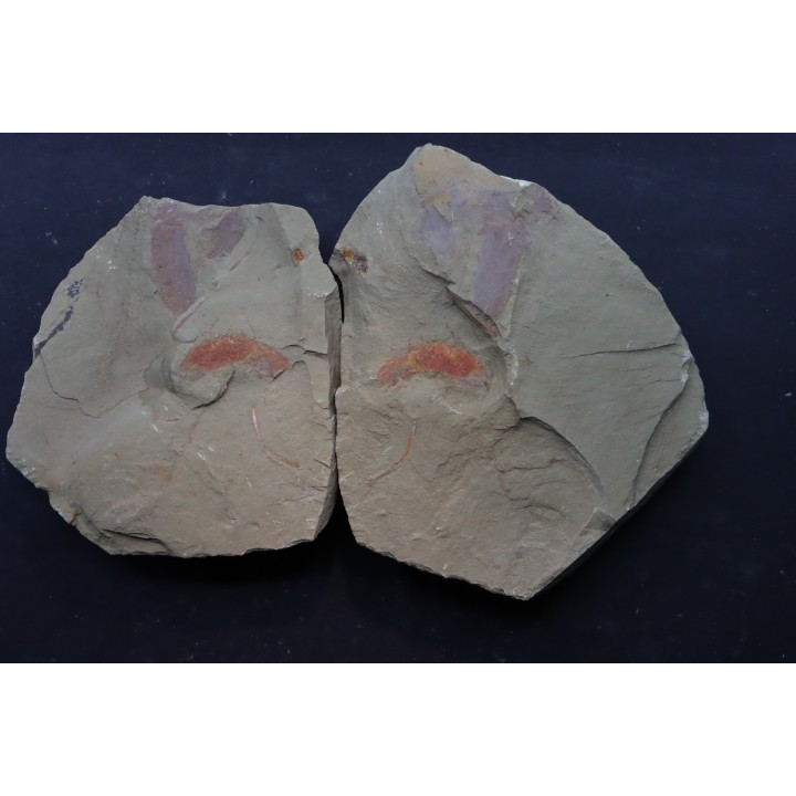 rare arthropode Thelxiope sp. - fezouata - Maroc