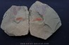 rare arthropode Thelxiope sp. - fezouata - Maroc