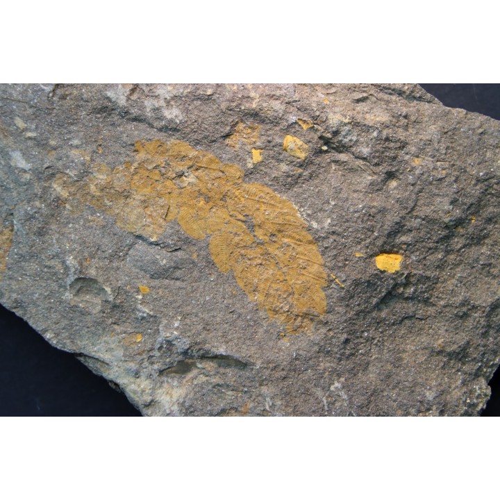 Plumulites bengstoni - Ordovician - El Kaid Erami, Morocco