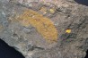 Plumulites bengstoni - Ordovicien El Caid Rami, Maroc