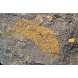 Plumulites bengstoni - Ordovician - El Kaid Erami, Morocco