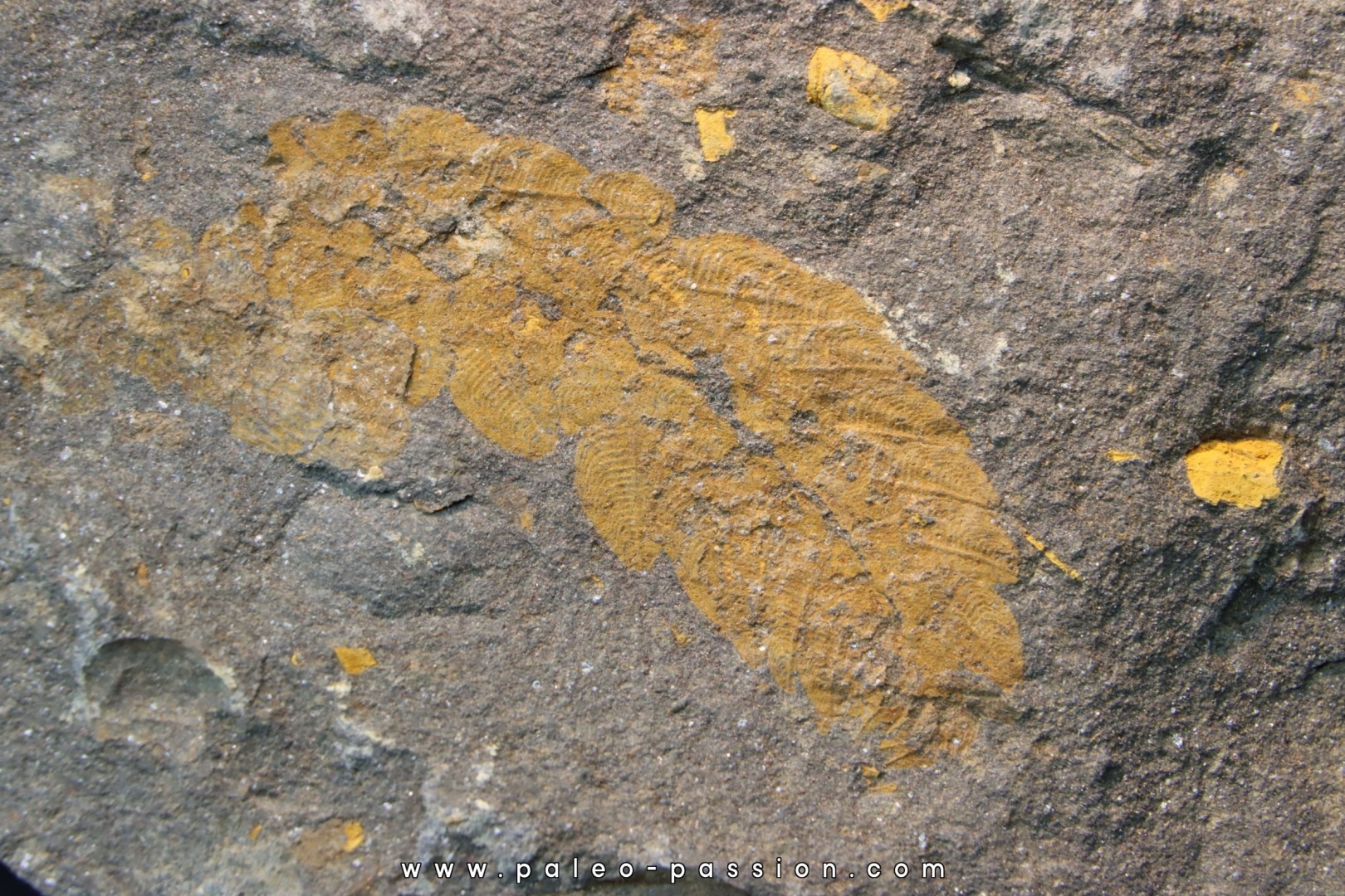 Plumulites bengstoni - Ordovicien El Caid Rami, Maroc