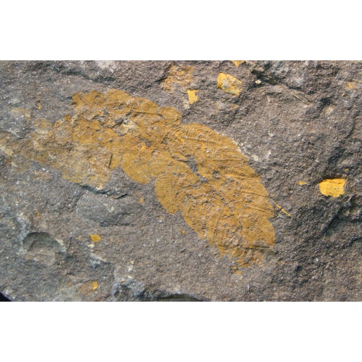 Plumulites bengstoni - Ordovician - El Kaid Erami, Morocco