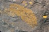 Plumulites bengstoni - Ordovicien El Caid Rami, Maroc