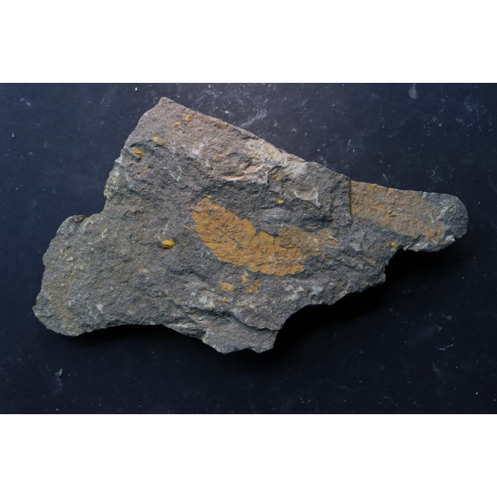 Plumulites bengstoni - Ordovicien  El Caid Rami, Maroc