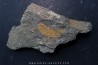 Plumulites bengstoni - Ordovicien El Caid Rami, Maroc