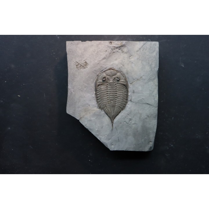 DALMANITES LIMURUS