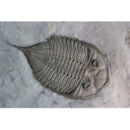 DALMANITES LIMURUS
