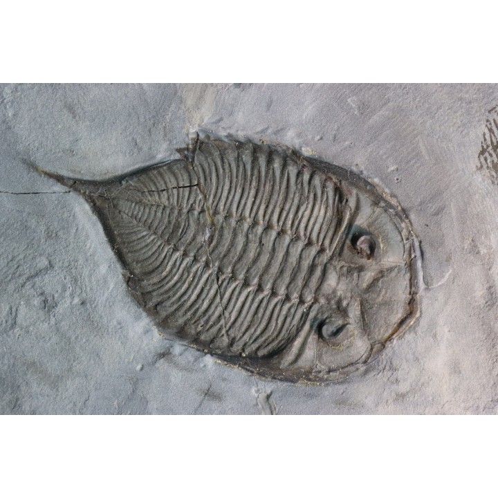 DALMANITES LIMURUS