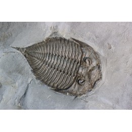 DALMANITES LIMURUS