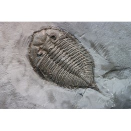 DALMANITES LIMURUS