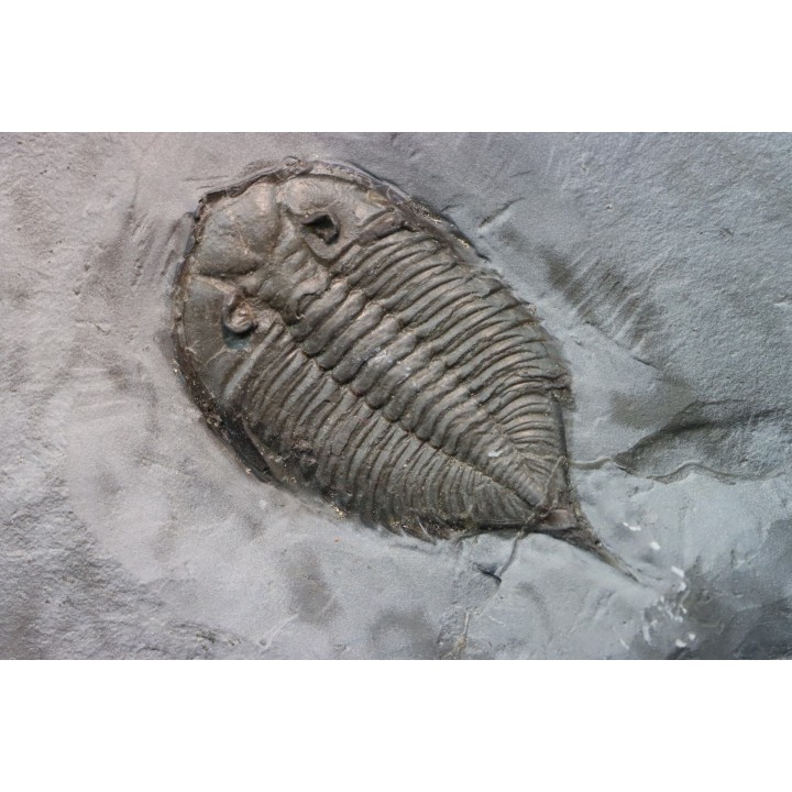 DALMANITES LIMURUS