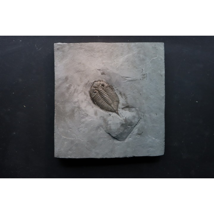 DALMANITES LIMURUS
