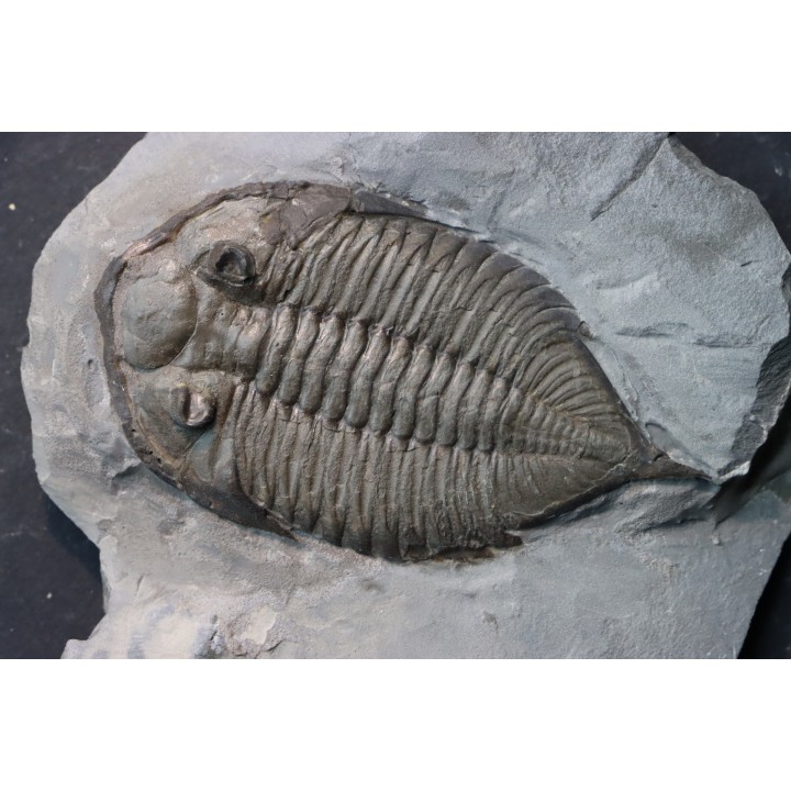 DALMANITES LIMURUS
