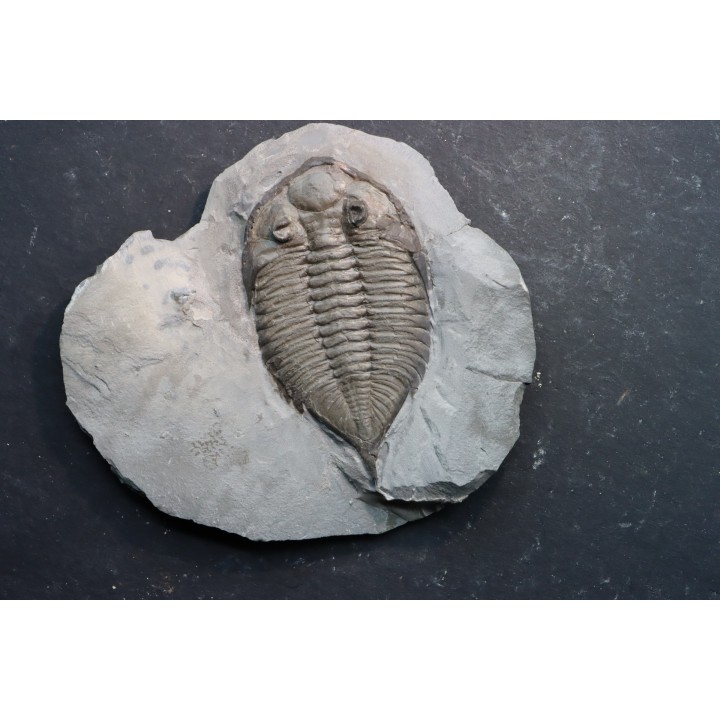 DALMANITES LIMURUS