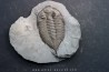 DALMANITES LIMURUS