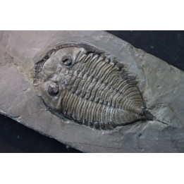 DALMANITES LIMURUS  et colunaria