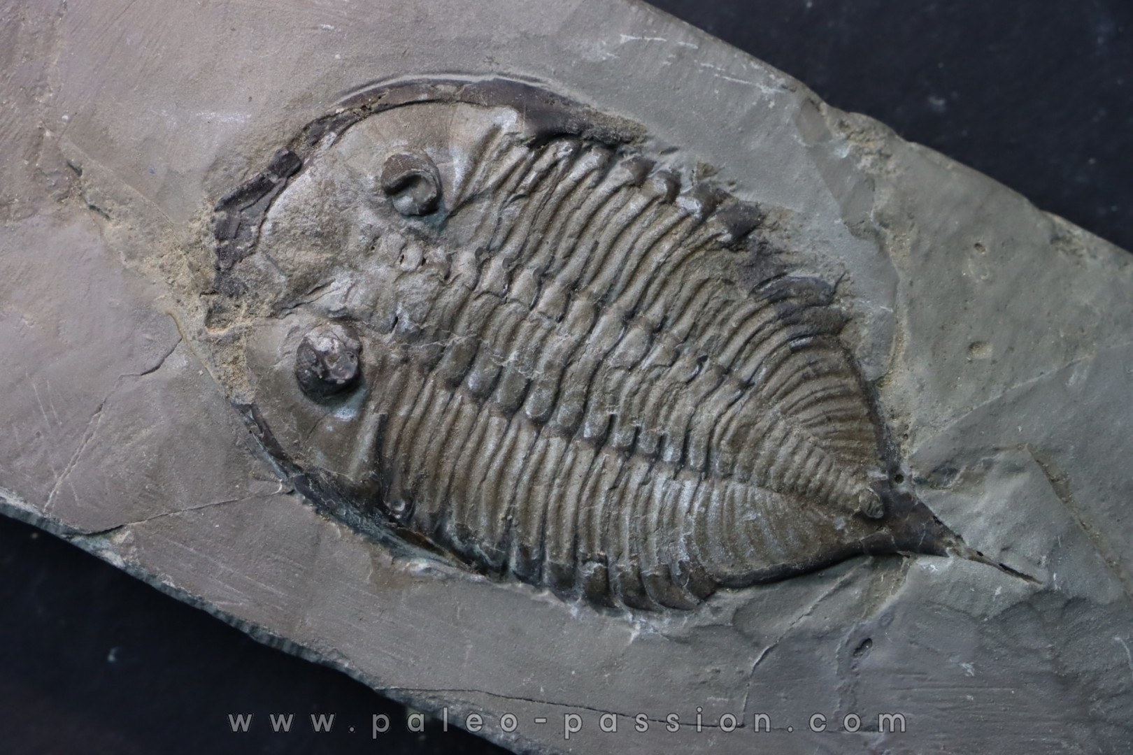 DALMANITES LIMURUS et colunaria