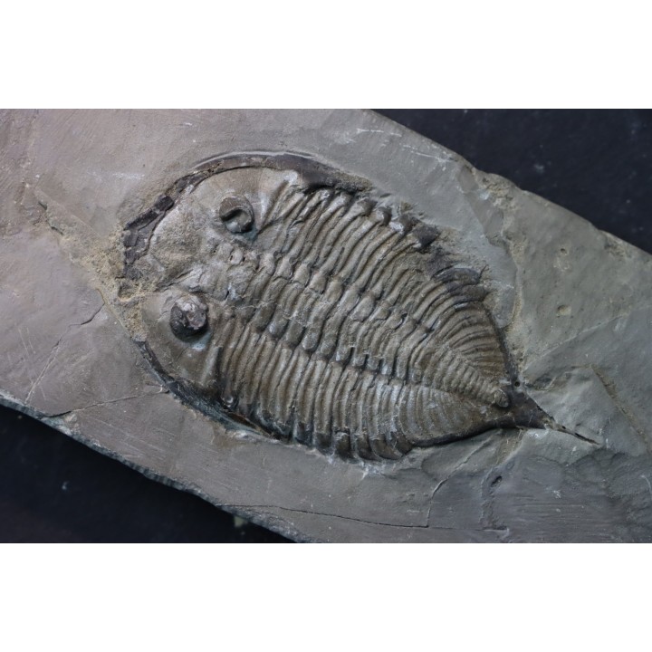 DALMANITES LIMURUS  et colunaria