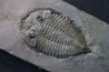 DALMANITES LIMURUS et colunaria