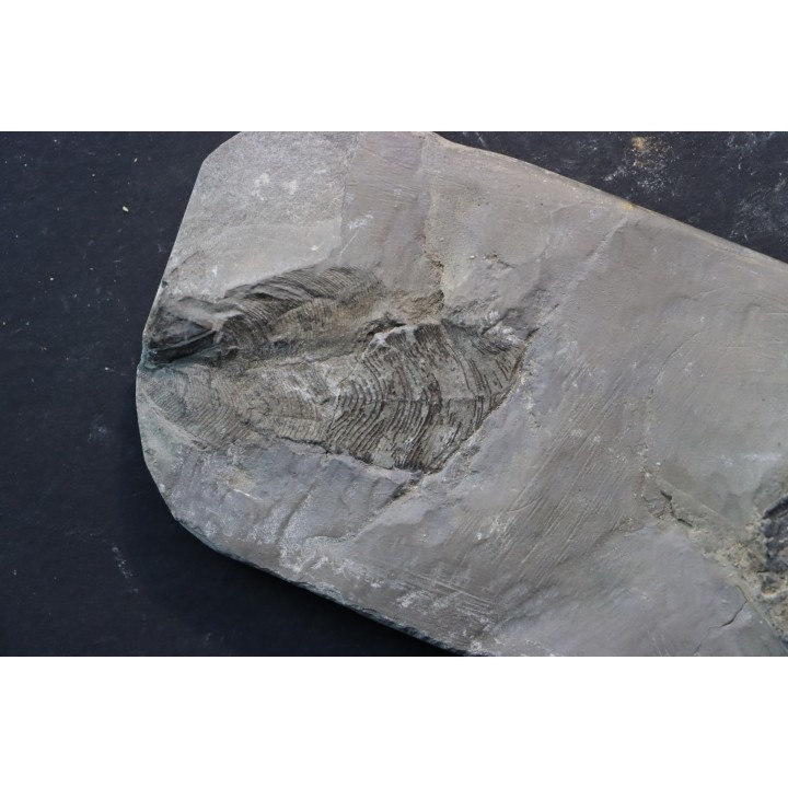 DALMANITES LIMURUS  et colunaria