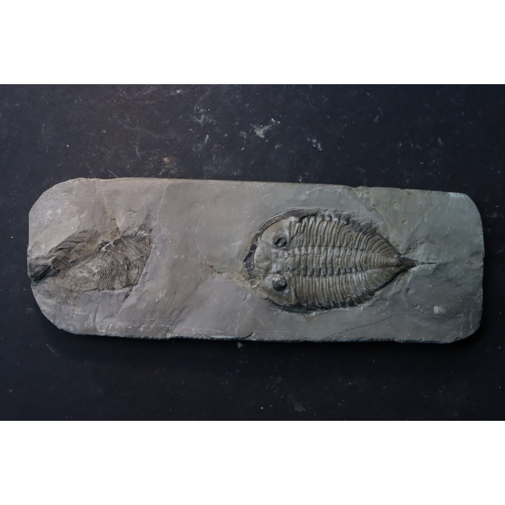 DALMANITES LIMURUS  et colunaria