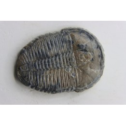 ELRATHIA KINGI