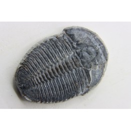 ELRATHIA KINGI