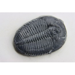 ELRATHIA KINGI