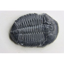 ELRATHIA KINGI
