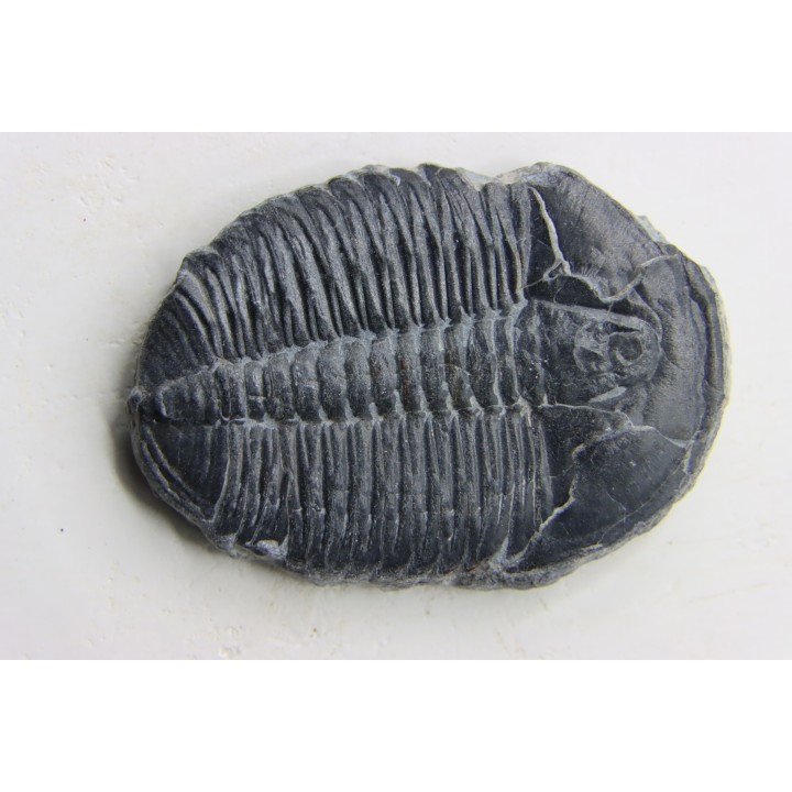 ELRATHIA KINGI