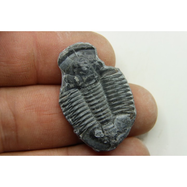 Asaphiscus Wheeleri