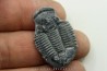 Asaphiscus Wheeleri