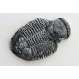 Asaphiscus Wheeleri