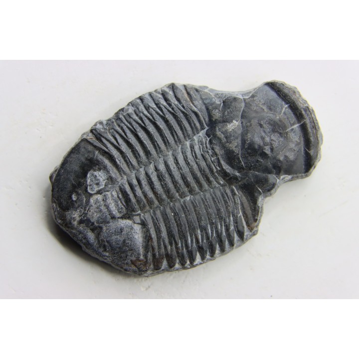 Asaphiscus Wheeleri