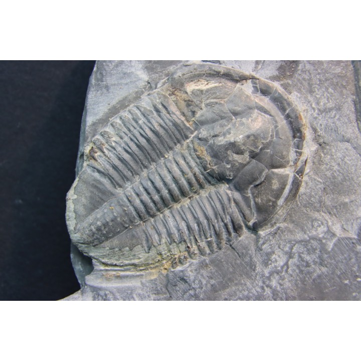 Asaphiscus Wheeleri