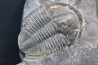 Asaphiscus Wheeleri