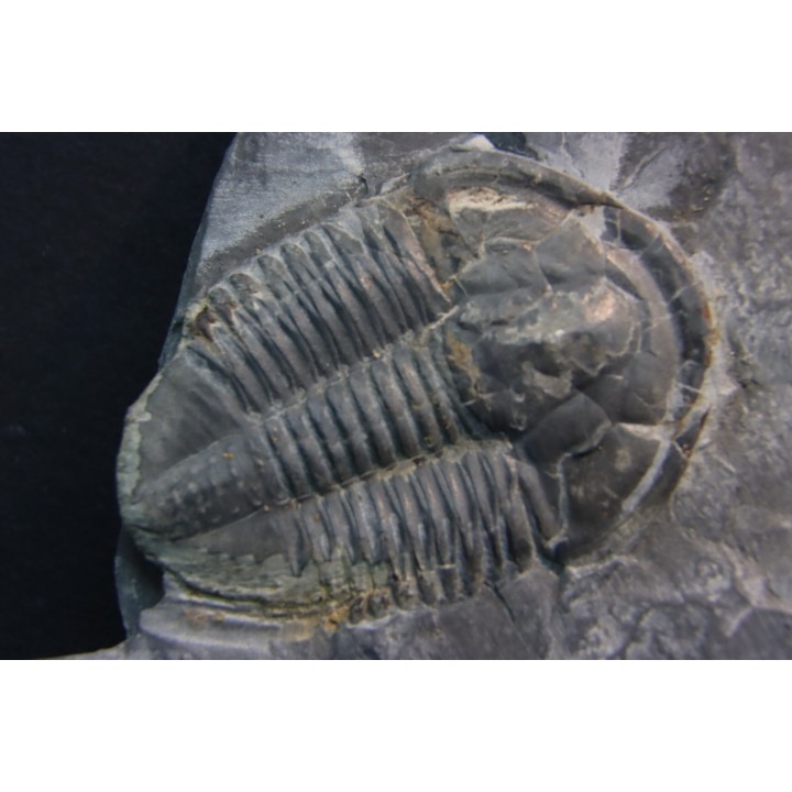 Asaphiscus Wheeleri