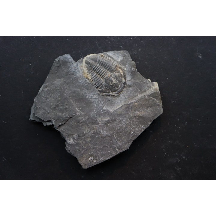 Asaphiscus Wheeleri