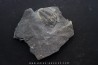 Asaphiscus Wheeleri