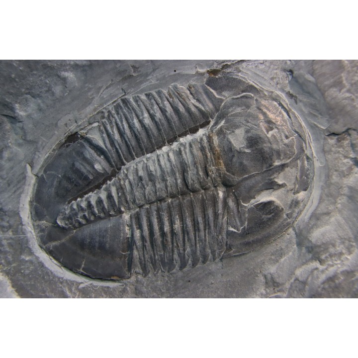 Asaphiscus Wheeleri