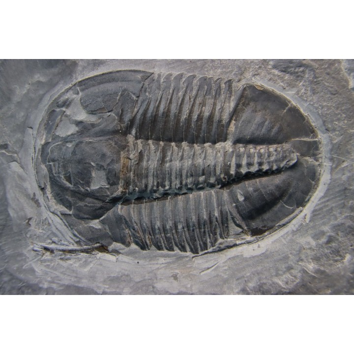Asaphiscus Wheeleri