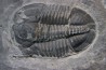 Asaphiscus Wheeleri