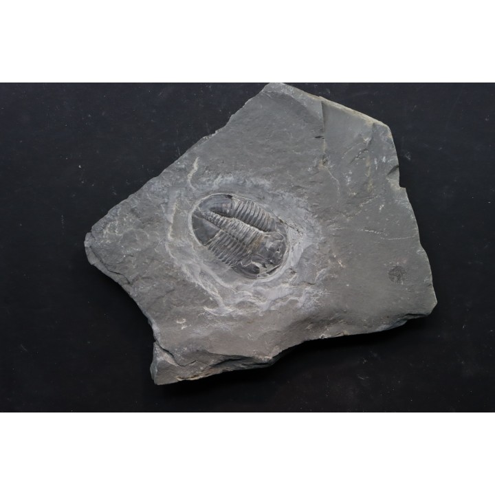 Asaphiscus Wheeleri