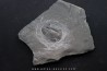 Asaphiscus Wheeleri