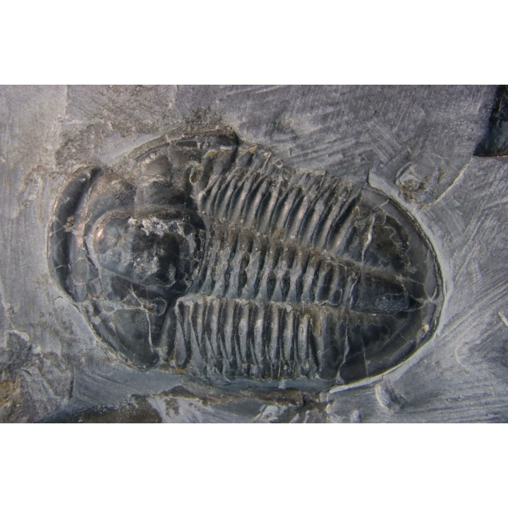 Asaphiscus Wheeleri