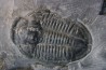 Asaphiscus Wheeleri