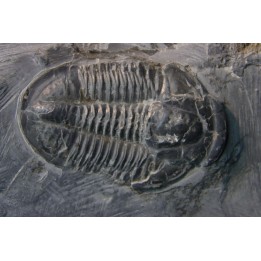 Asaphiscus Wheeleri