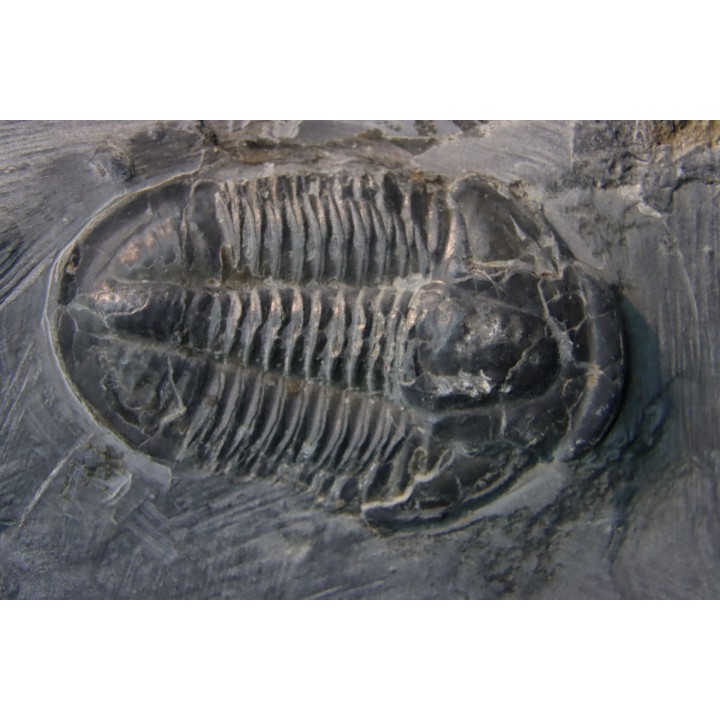 Asaphiscus Wheeleri
